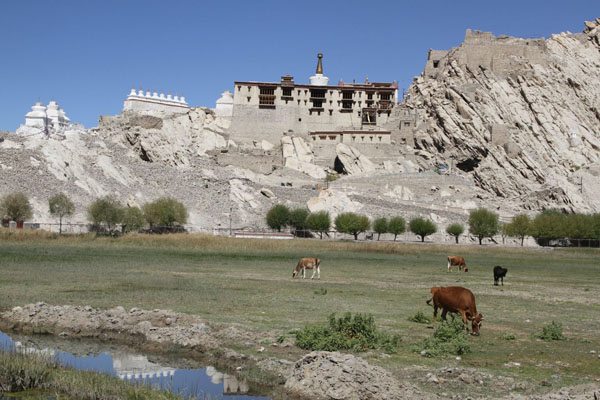 Ladakh-shey-palace1