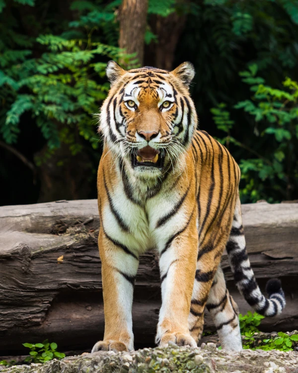 Wildlife Tour